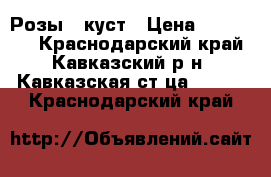 Розы , куст › Цена ­ 100-150 - Краснодарский край, Кавказский р-н, Кавказская ст-ца  »    . Краснодарский край